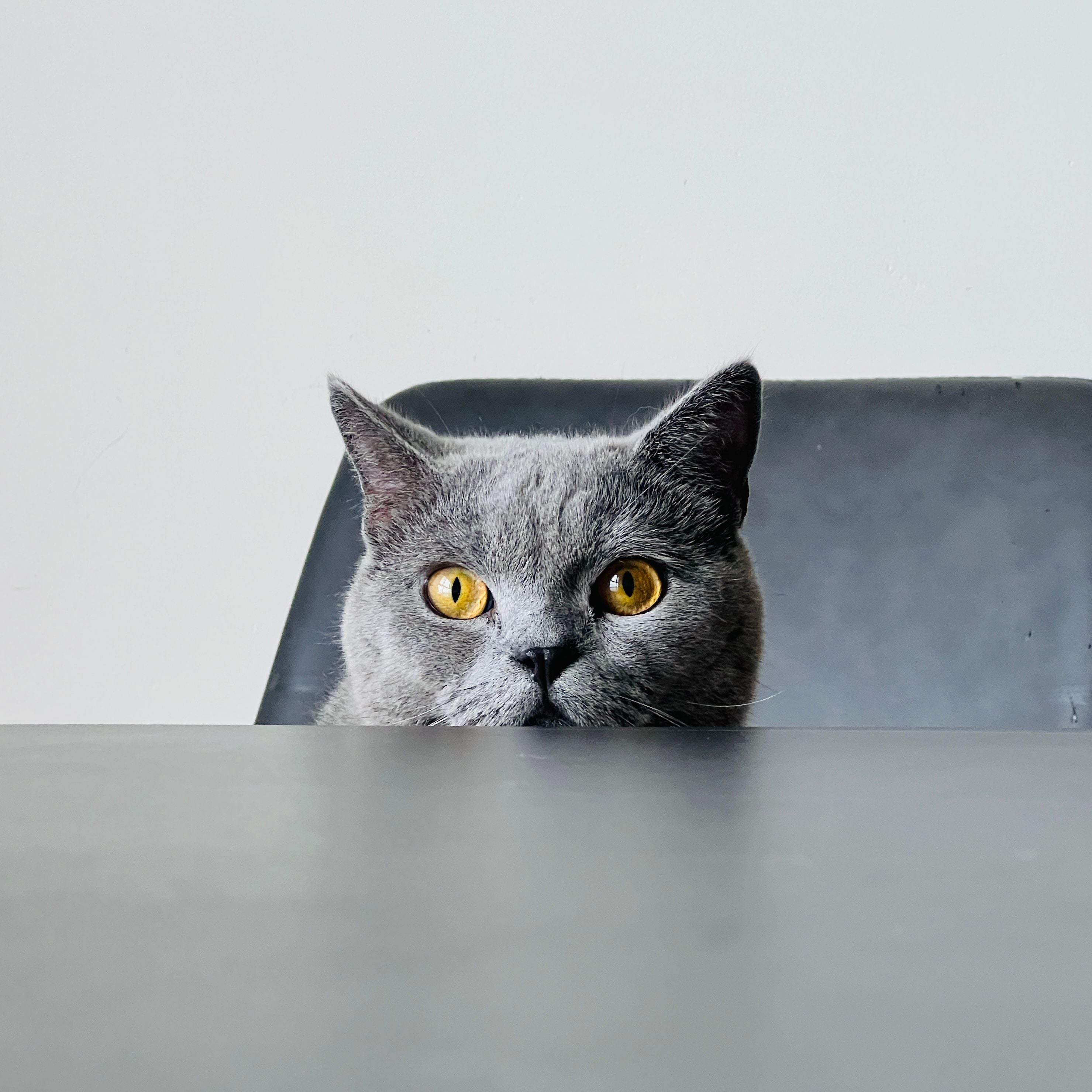 6. Moedertaal van je kat begrijpen